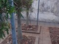 casa-a-venda-em-vale-de-san-izidro-proximo-saida-para-limoeiro-small-3