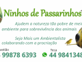 ninhos-de-passarinhos-small-4