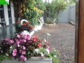 jardinagem-e-paisagismo-com-pedras-decorativas-servicos-small-0